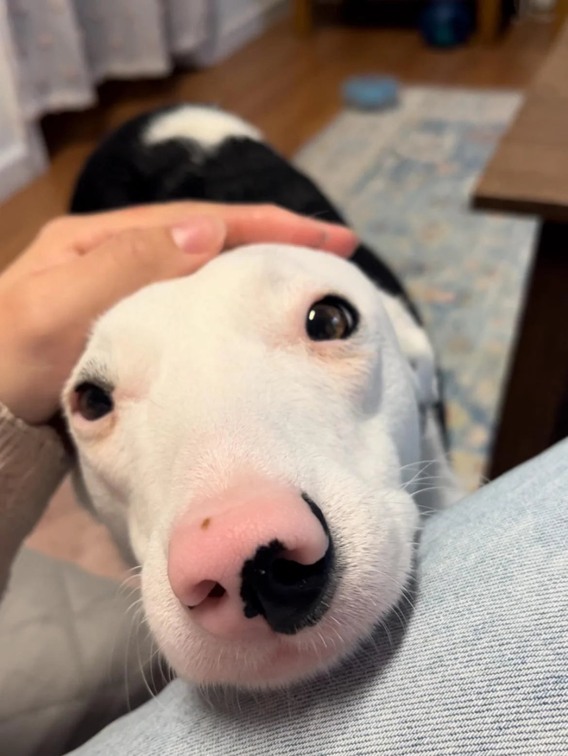files/will-my-rescue-dog-ever-trust-me-again-v0-r3z0ecpptw6e1.webp